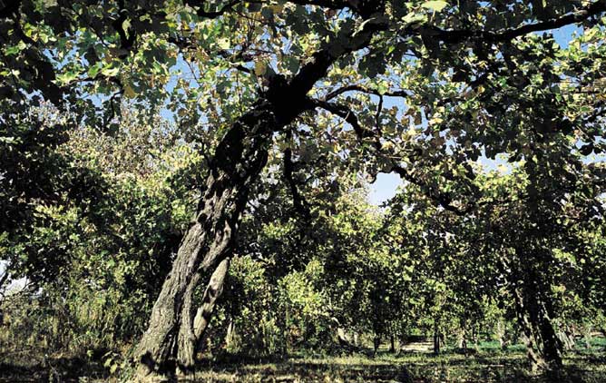 Ancient Grape Vines in Campania