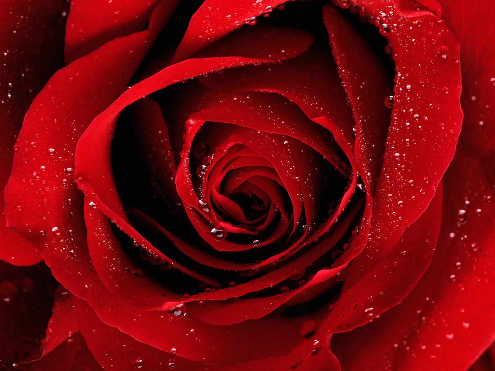Red Rose best