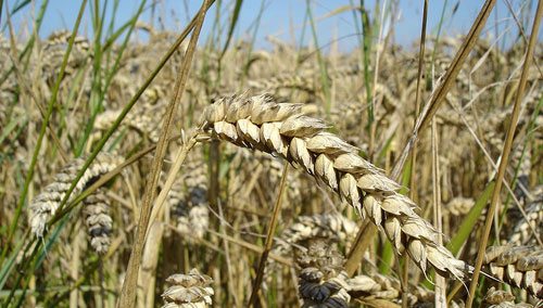 Wheat-Close-Up