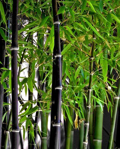 The very popular black bamboo, or Phyllostachys nigra