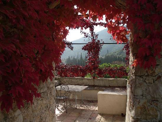 Provence-Autumn-Grape-Vine