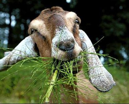 Goat-Eating