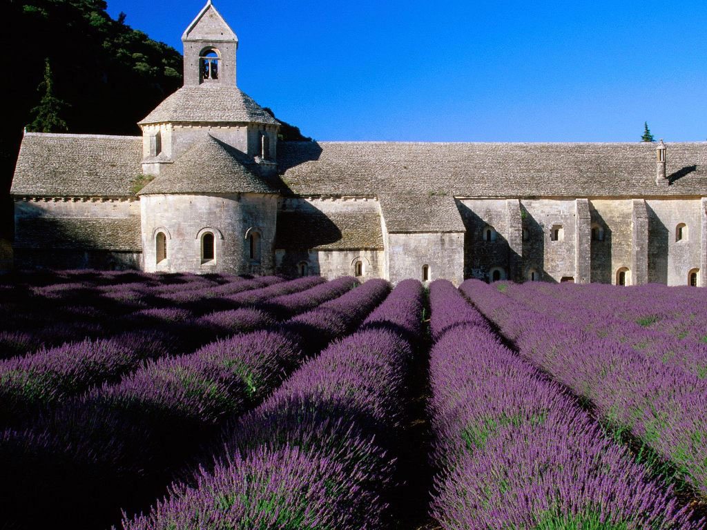 Abbey-Senanque-Lavender-fields