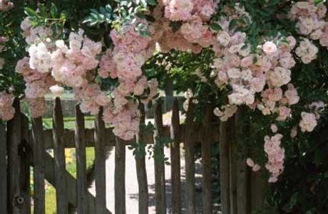 Roses-over-Cottage-Garden-Fence
