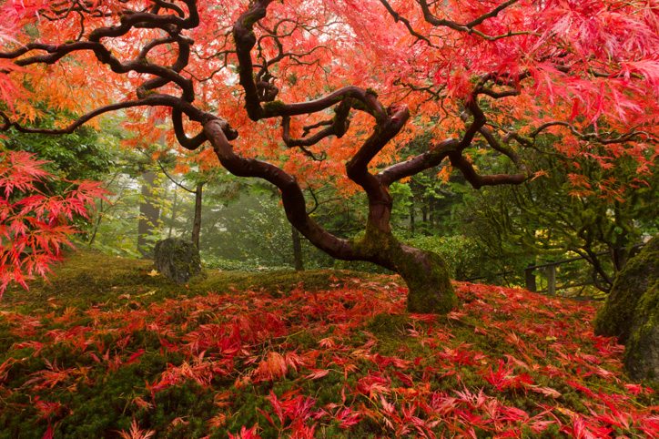 Japanese-Maple-Autumn