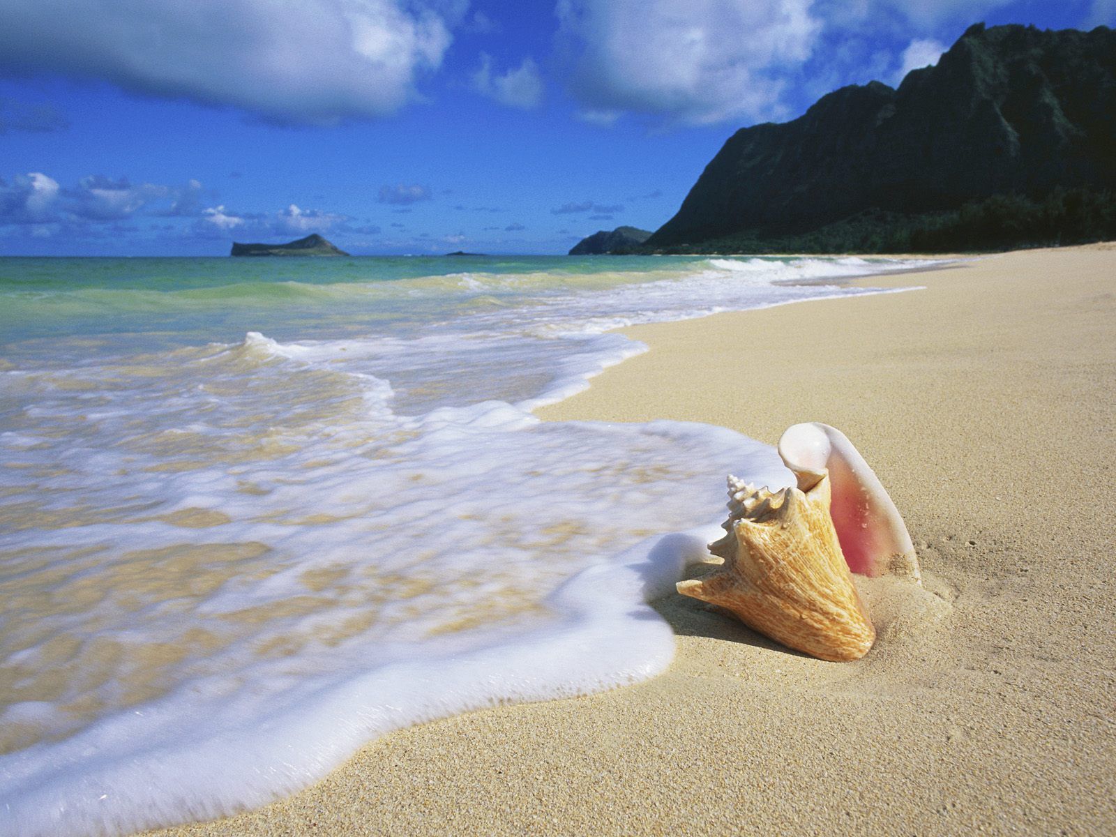 Conch Shell Hawaii