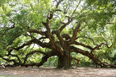 Angel-Oak-Tree-Carolina