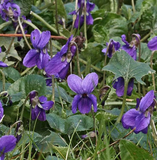 Violets-in-a-Field