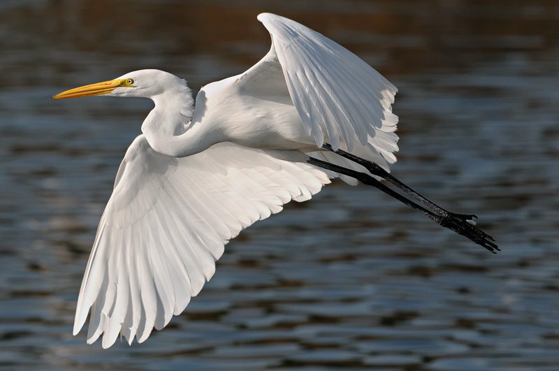 egret-nice-flight