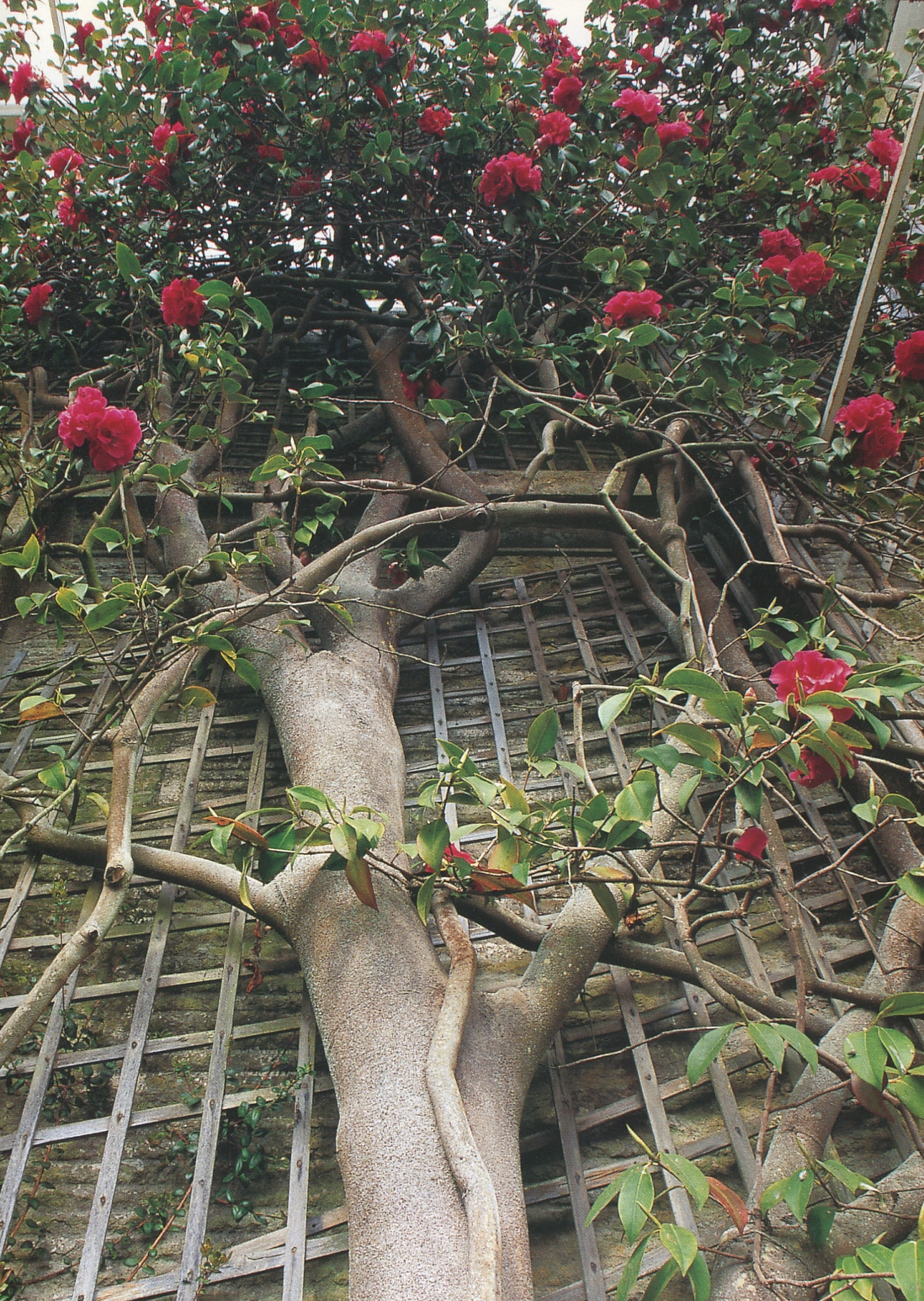 Great Camellia Reticulata at Chatsworth