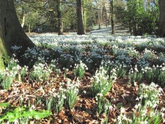 Snowdrops in the dell, Painswick Garden, the Cotswolds