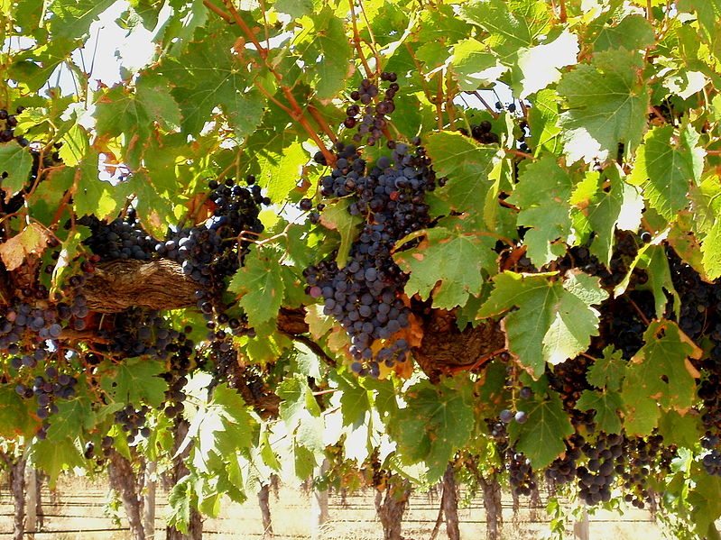 Turkey Flat Vineyard, Barossa Valley – Award Winning Winery