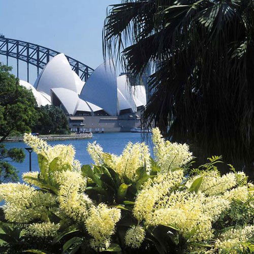 Sydney Harbour Bridge,-Opera-House-&-Bottlebrush