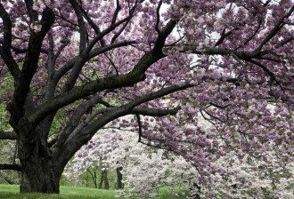 Flowering Cherry Tree, Spring in the New York Botanical Garden