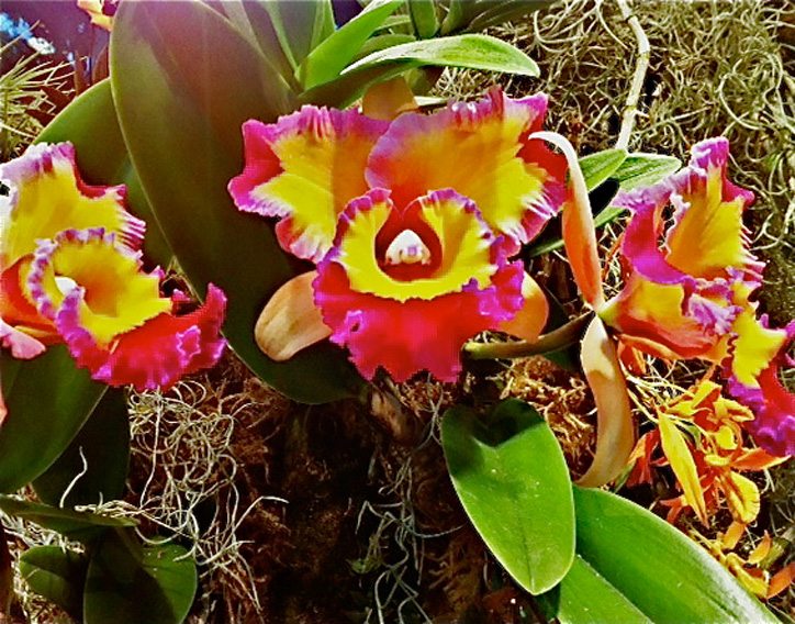 Orchids-in-Ground