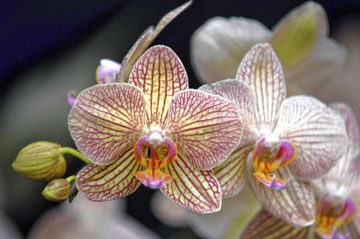 New York Botanical Garden Orchid Show – Spring Flowering