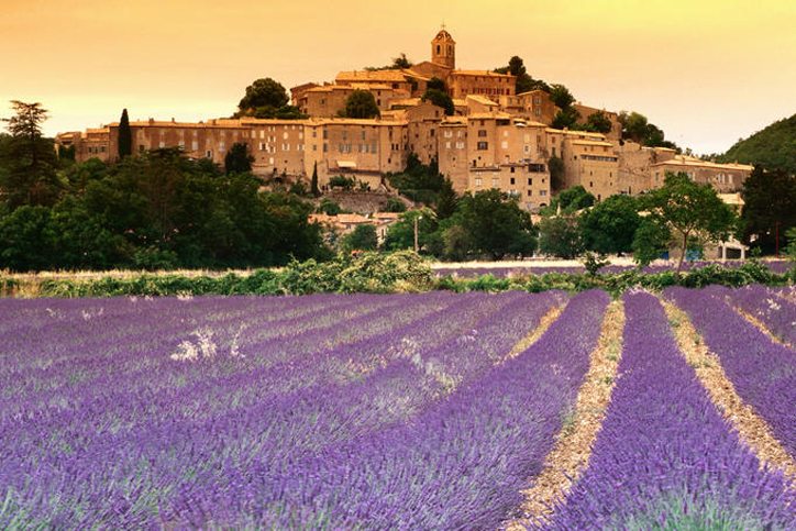 Provence Lavendar