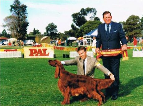 The late great Mr David J. K. Roche (Fermoy) awarding Best Exhibit In Show to the beautiful Aust Grand Ch Quailmoor Kiss Me Kate.  Kate was bred by Mr Graham Hamilton and Mrs Norma Hamilton.  Kate was owned by Mrs Judy K. Caruso and Mr Darren Bowey.  Kate was handled primarily by Darren Bowey. — with Judy Caruso, Marie Merchant, Robert L Curtis, Norma Hamilton and Darren Bowey