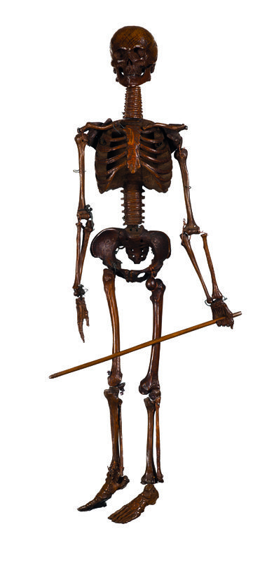 Anatomical Practice – Skeleton on Show AA&ADA Fair Melbourne