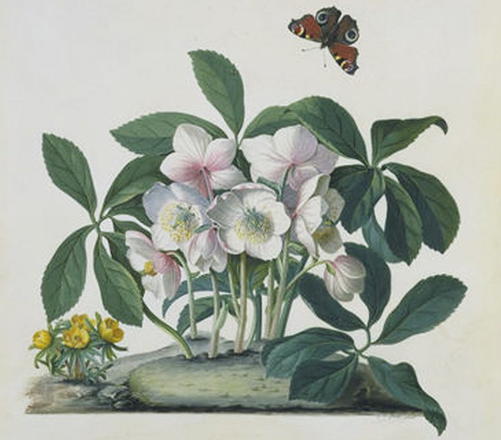 Christmas Rose; Helleborus niger 1745 (painted) George Dionysus Ehret - watercolour and bodycolour on vellum.
