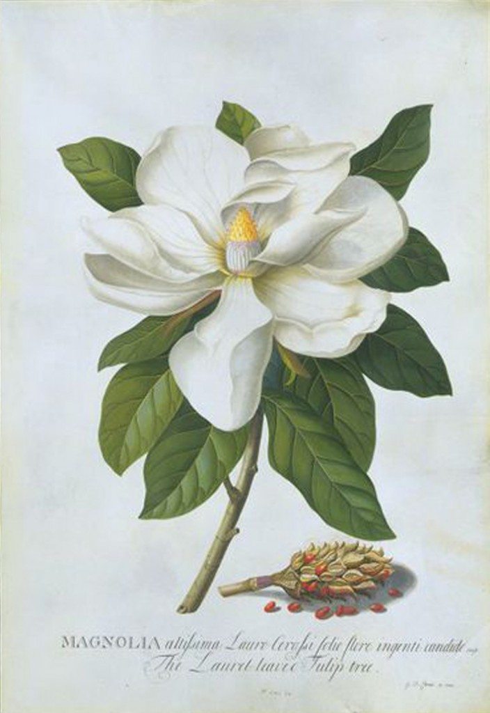 George Dionysus Ehret, 1743, London, Bull Bay; Magnolia grandiflora L., watercolour and gouache on vellum courtesy Victoria & Albert Museum, London