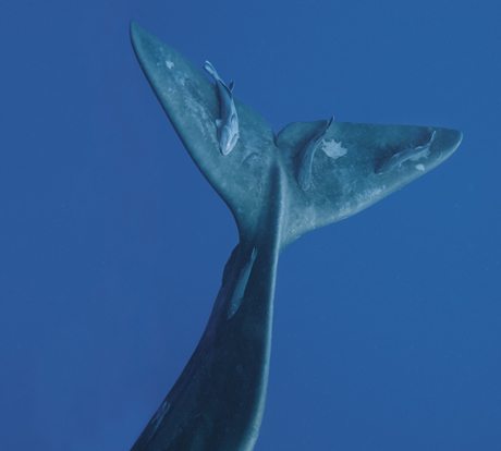 Image from Beautiful Whales courtesy Bryant Austin, photographer extraordinaire