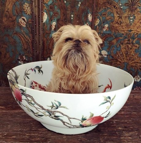 Too divine Brussels Griffon Miss Billie, sitting in a wonderful 'antique' bowl... giving us the perception she's as precious as it is! courtesy Martyn Cook Antiques
