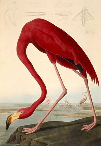 Audubon-Flamingo