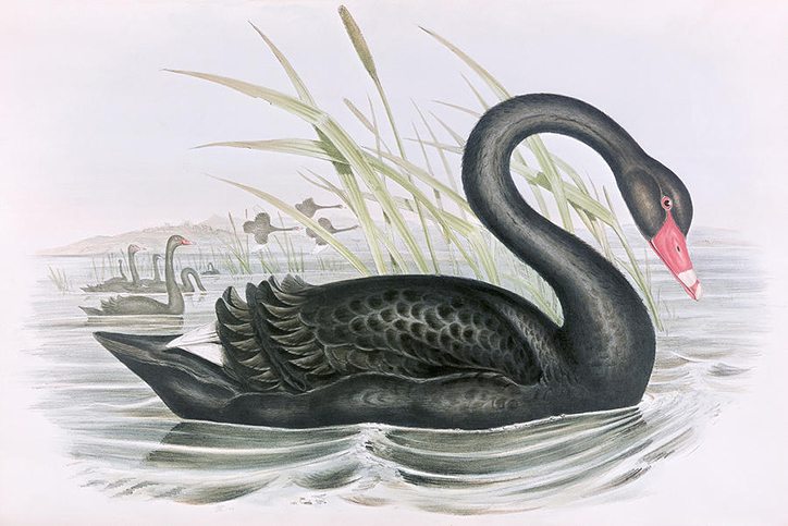 Black Swan John Gould
