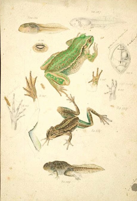 Growling Grass Frog, Litoria reniformis – a zoological illustration by Arthur Bartholomew from Frederick McCoy's Prodromus of the Zoology of Victoria. Image: Arthur Bartholomew (illustrator) courtesy Museum Victoria