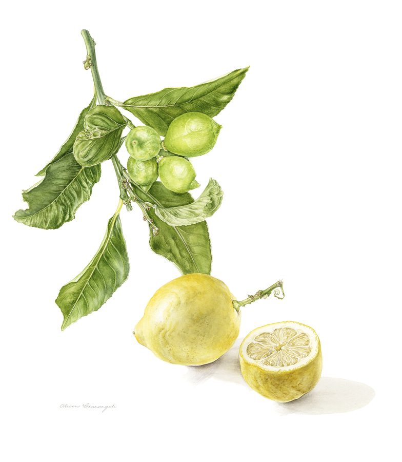 lemon alison gianangeli