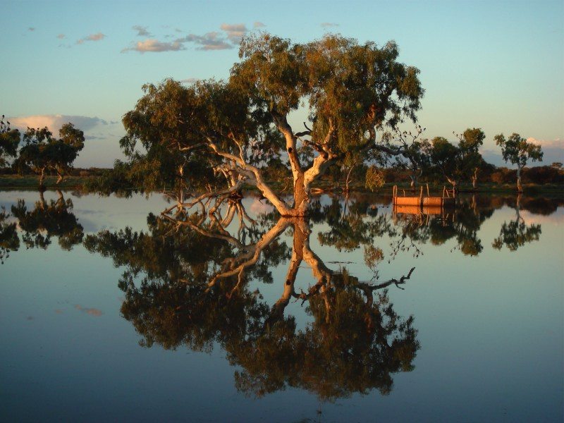 Yewlands Pool: Eucalyptus reflection in the heritage listed Wooleen wetlands