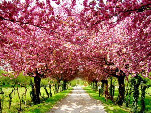 Che3rry Blossom Festivals