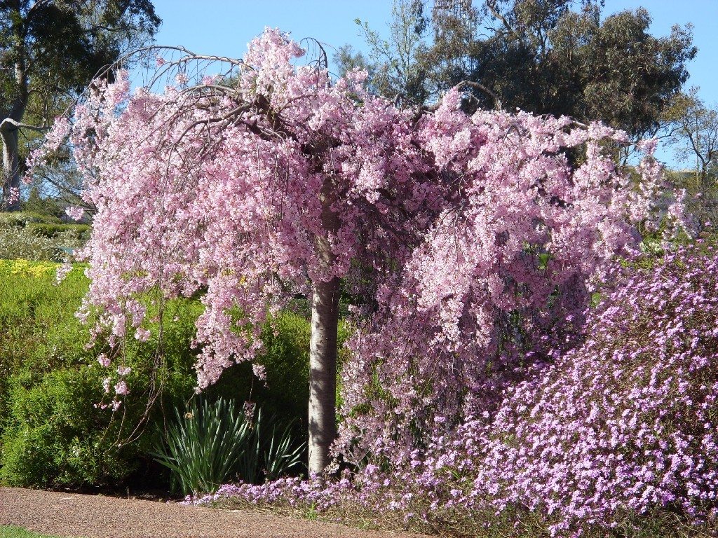 Cowra Blossoms