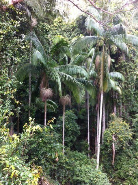 Rainforest palms