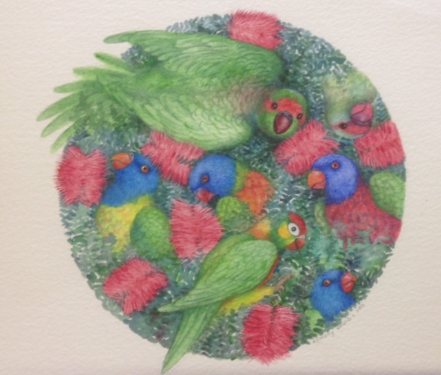 A 39 Lorikeets from The Land of the Spirit