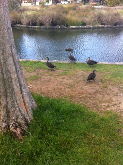 Ducks in Cook Park