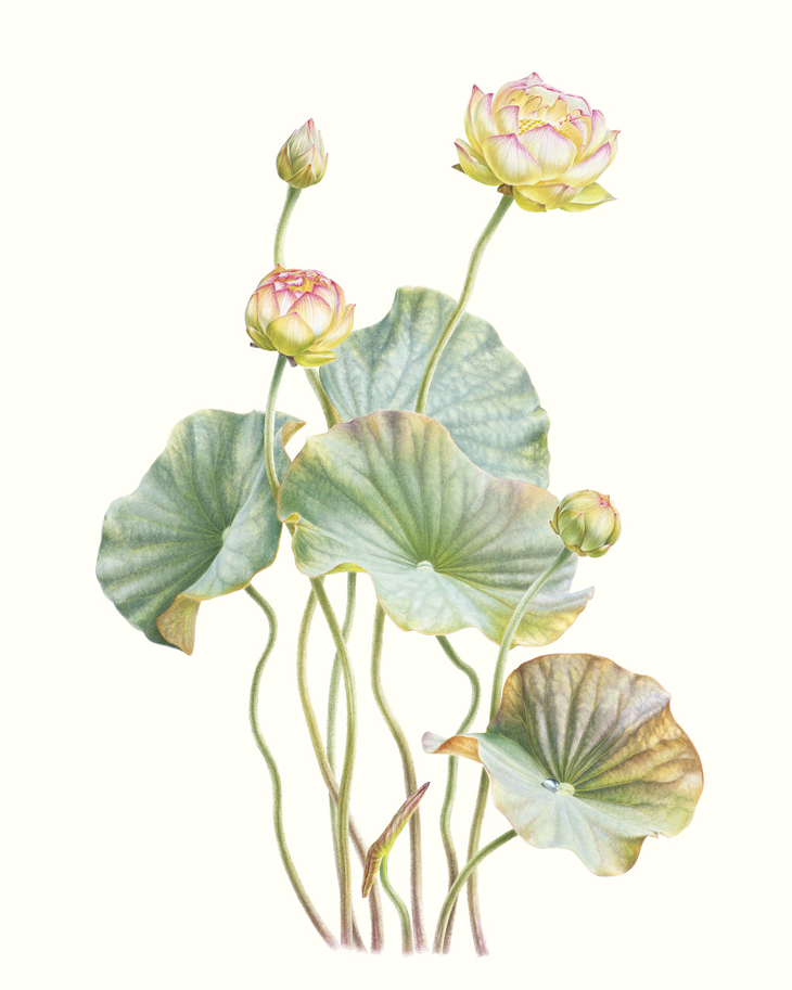Lotus by Mali Moir
