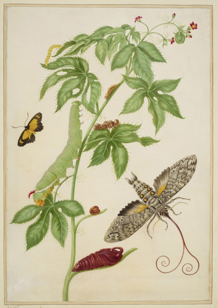 Maria Merian, Cotton-Leaf Physicnut with Giant Sphinx Moth, 1702-03, courtesy Royal Collection Trust / (C) Her Majesty Queen Elizabeth II 2016