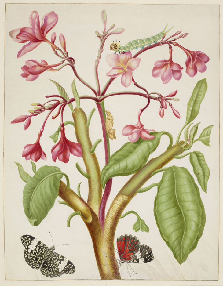 Maria Merian, Frangipani plant with Red Cracker Butterfly, 1702-1703,  courtesy Royal Collection Trust / (C) Her Majesty Queen Elizabeth II 2016