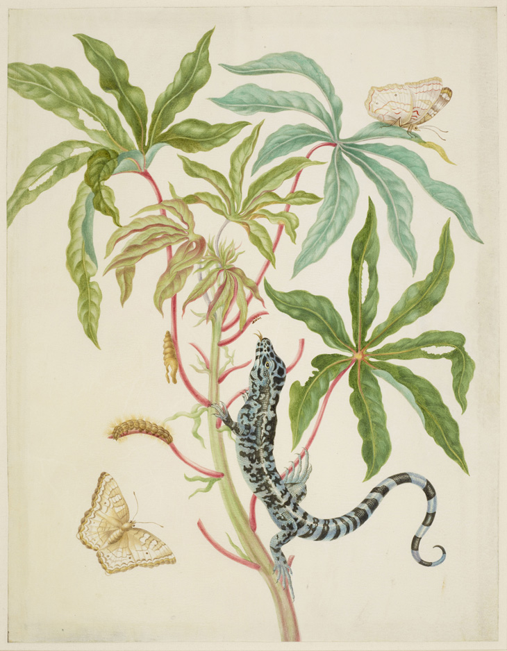 Maria Merian, Cassava with White Peacock Butterfly and young Golden Tegu, 1702-03, courtesy Royal Collection Trust / (C) Her Majesty Queen Elizabeth II 2016