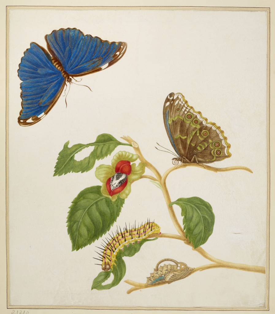 Branch of an unidentified tree with the Menelaus Blue Morpho Butterfly, 1702-03, courtesy Royal Collection Trust / (C) Her Majesty Queen Elizabeth II 2016