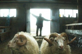 RAMS: Far from a Woolly Tale – Iceland’s Sheepish Success
