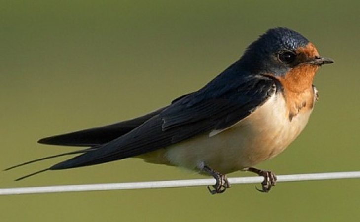 Chinese Swallow