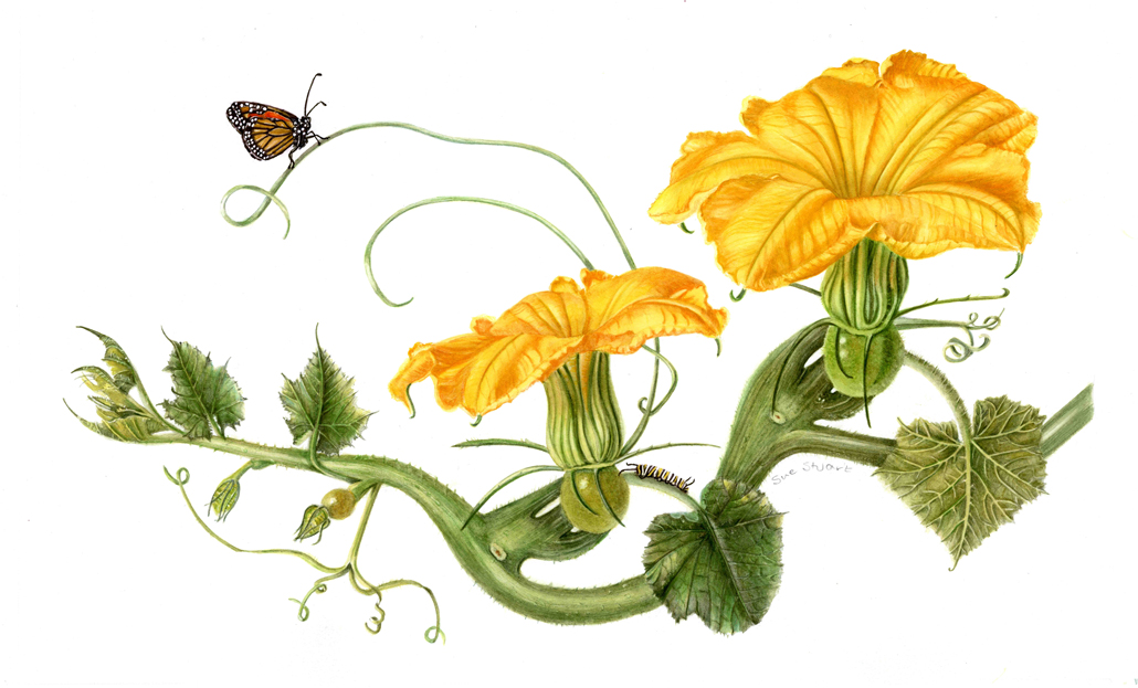 botanical-illustrators-1