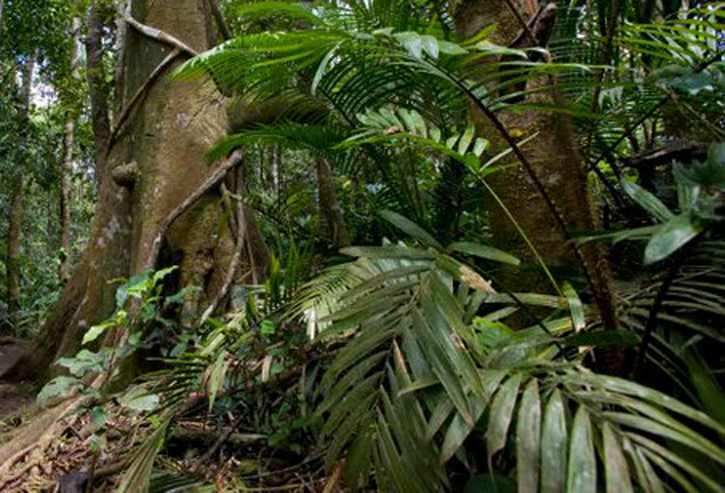 Rainforest floor