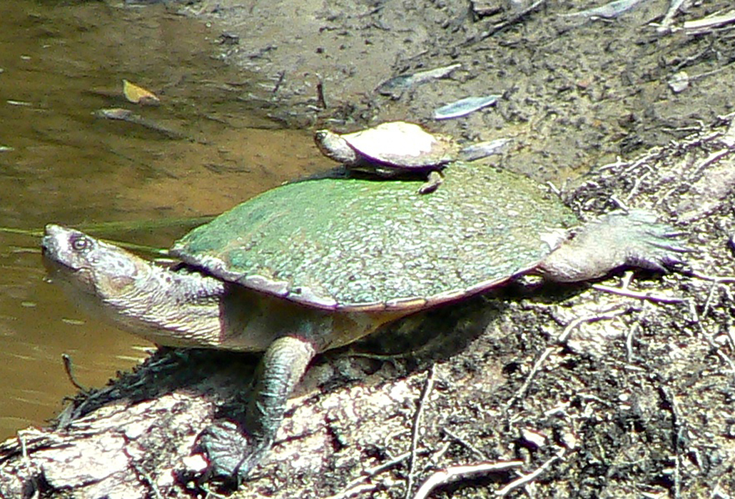 Saw-shelled turtles in Daintree