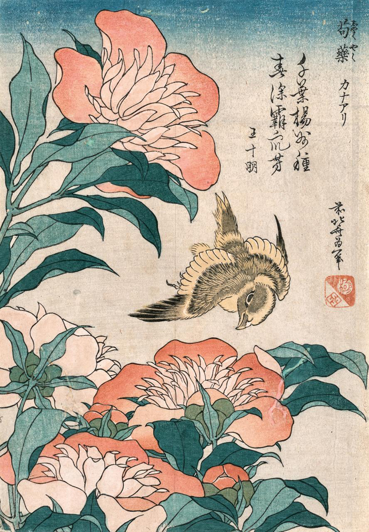 Katsushika Hokusai, Peonies and canary (Shakuyaku kanaari) c. 1834, printed late 19th century from an untitled series known as Small flowers colour woodblock 25.7 x 18.5 cm (image and sheet) The Japan Ukiyo-e Museum, Matsumoto